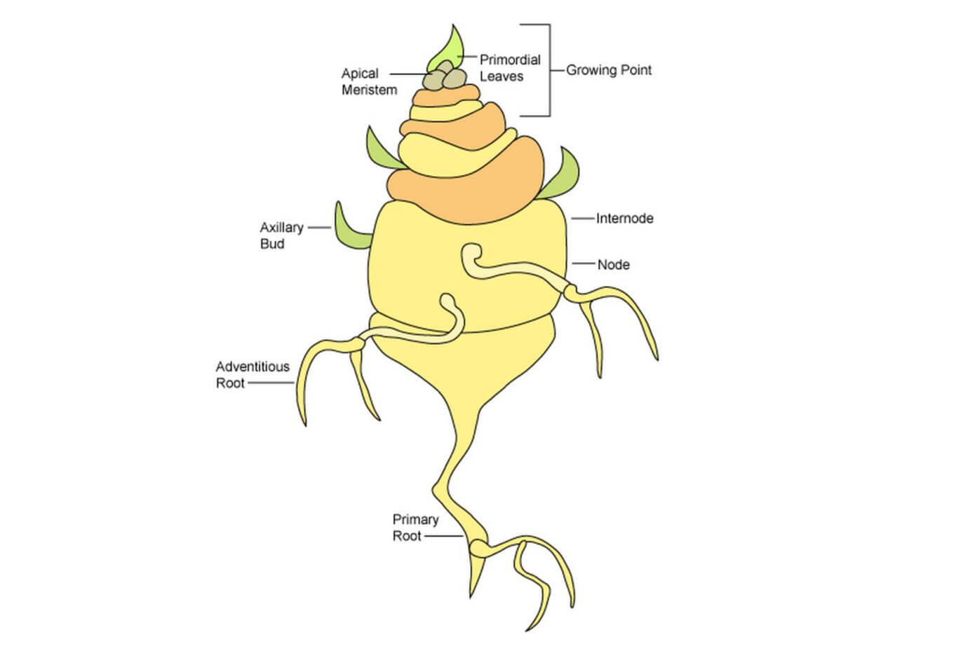 Illustration showing the development of a shoot from a seed.