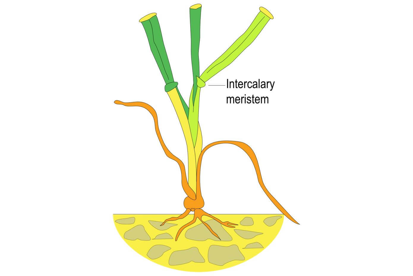 Illustration showing the growth point of a grass plant.