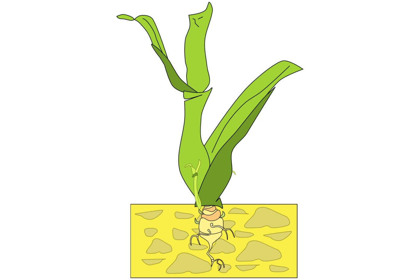 Illustration showing an axillary bud emerge from grass plant.