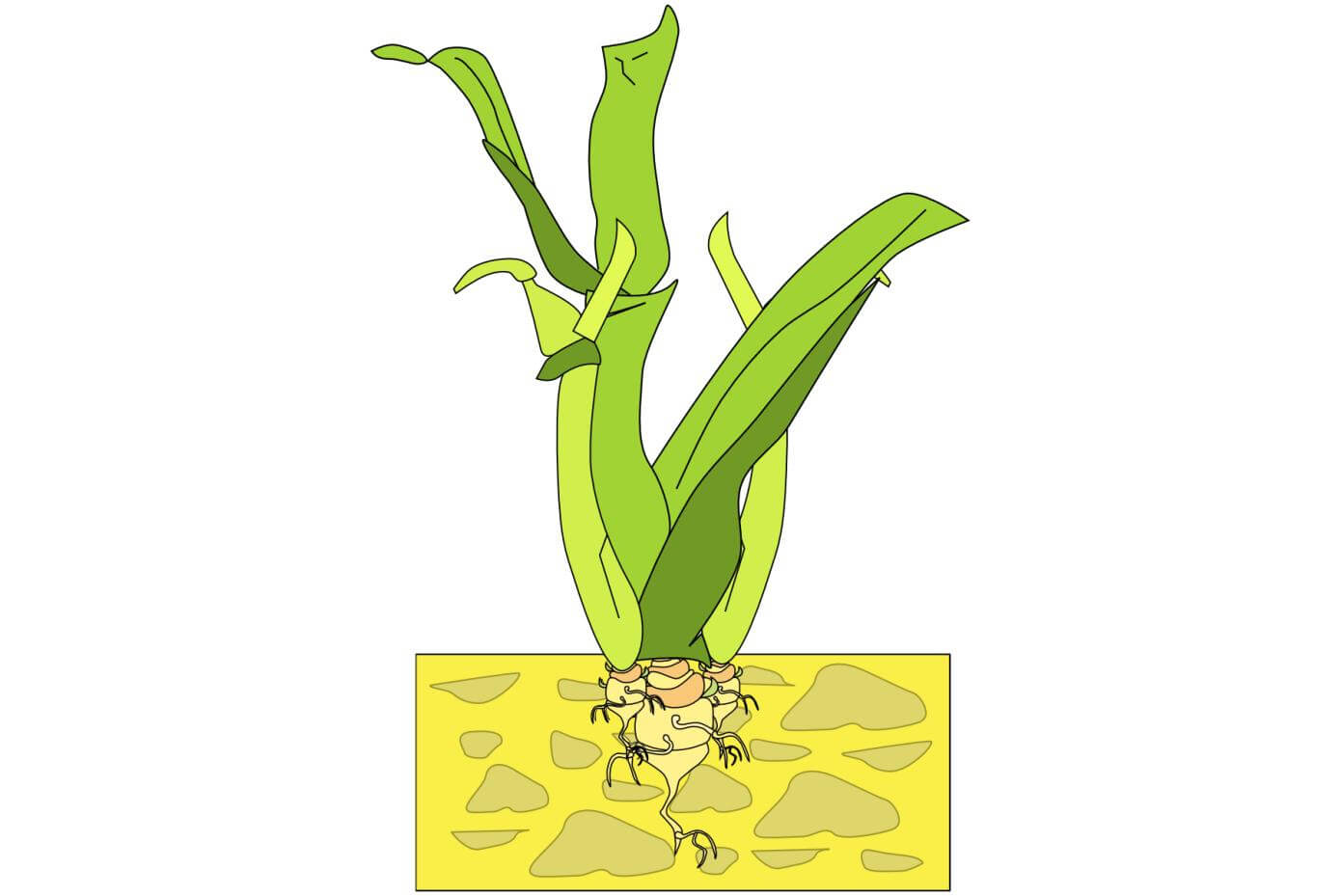 Illustration showing an axillary bud emerge from grass plant.