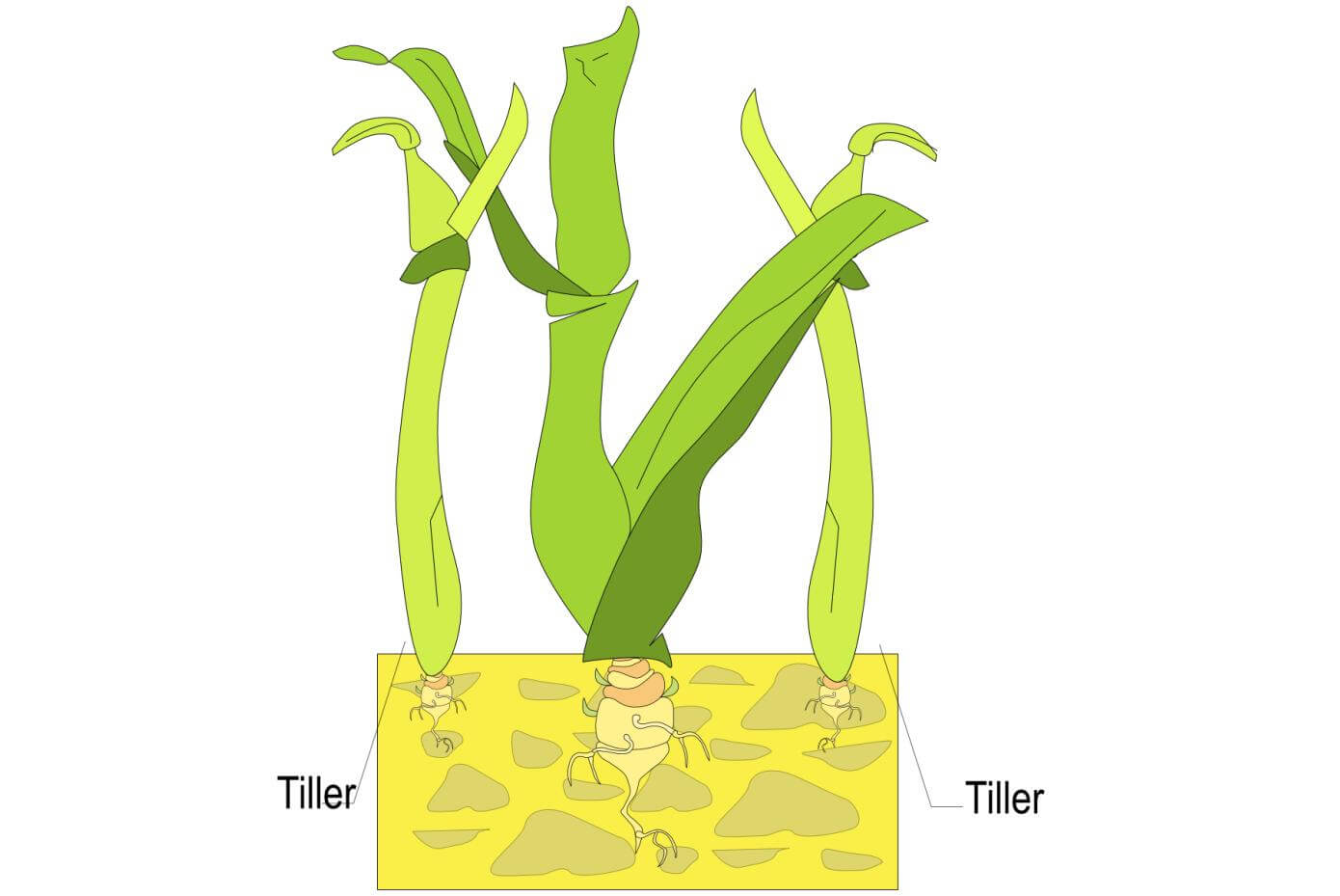 Illustration showing a grass plant with two tillers.