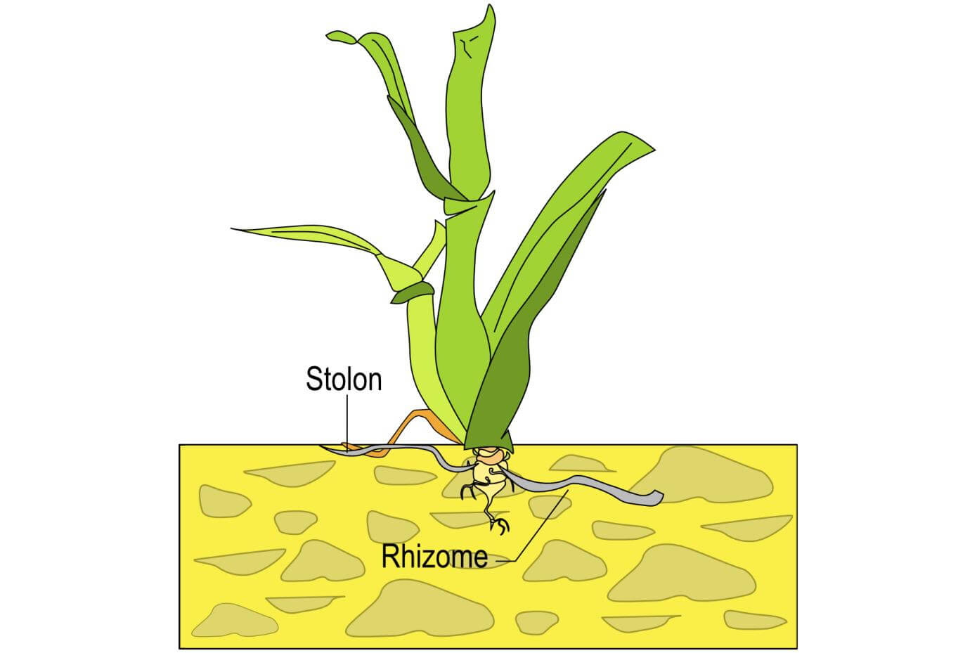 Illustration showing a rhizome and stolon growing from the base of a grass plant.