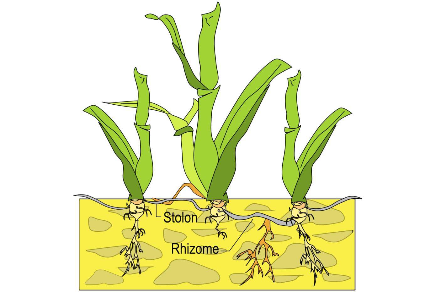 Illustration showing a rhizome and stolon growing from the base of a grass plant and producing other grass plants.