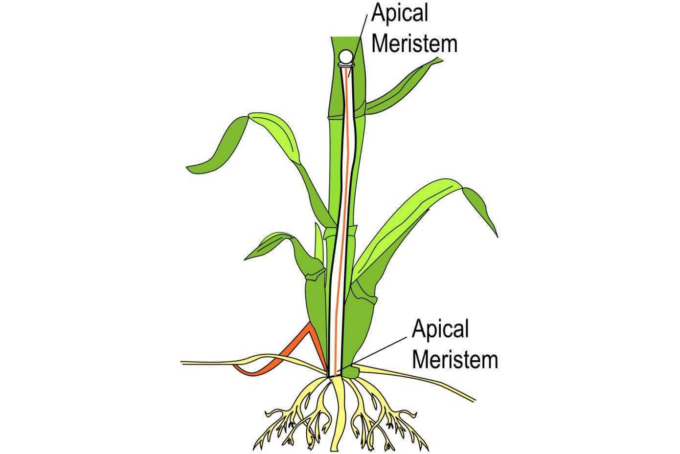 Illustration showing the flowering process of a grass plant.