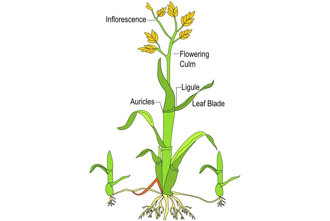 Illustration showing the flowering process of a grass plant.