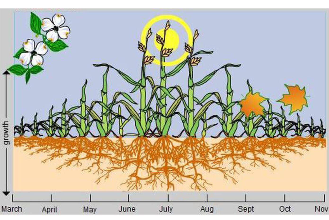Illustration showing the growth of grass during each month of the year.