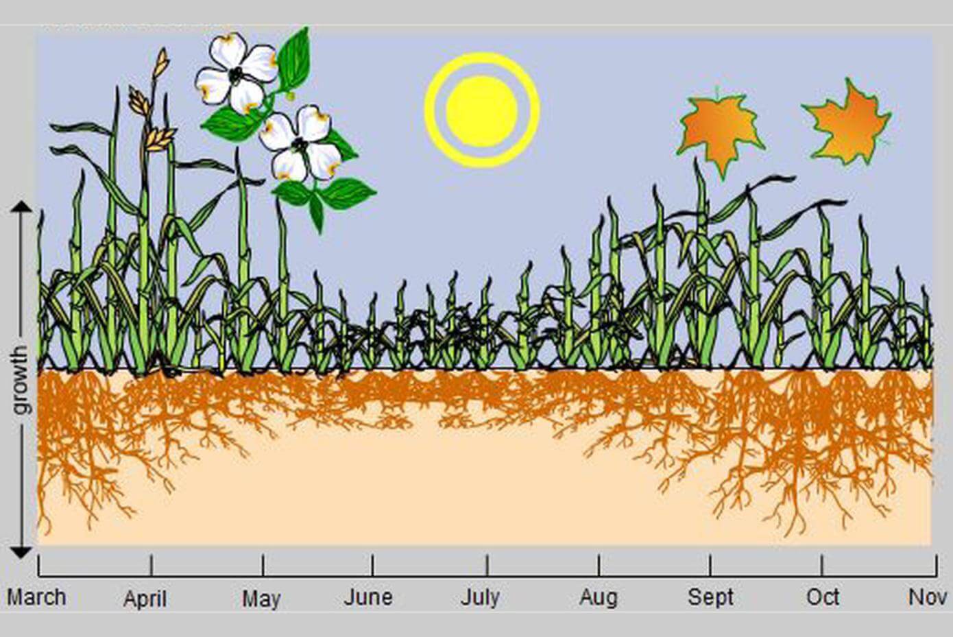 Illustration showing cool season grass growth patterns throughout the seasons.