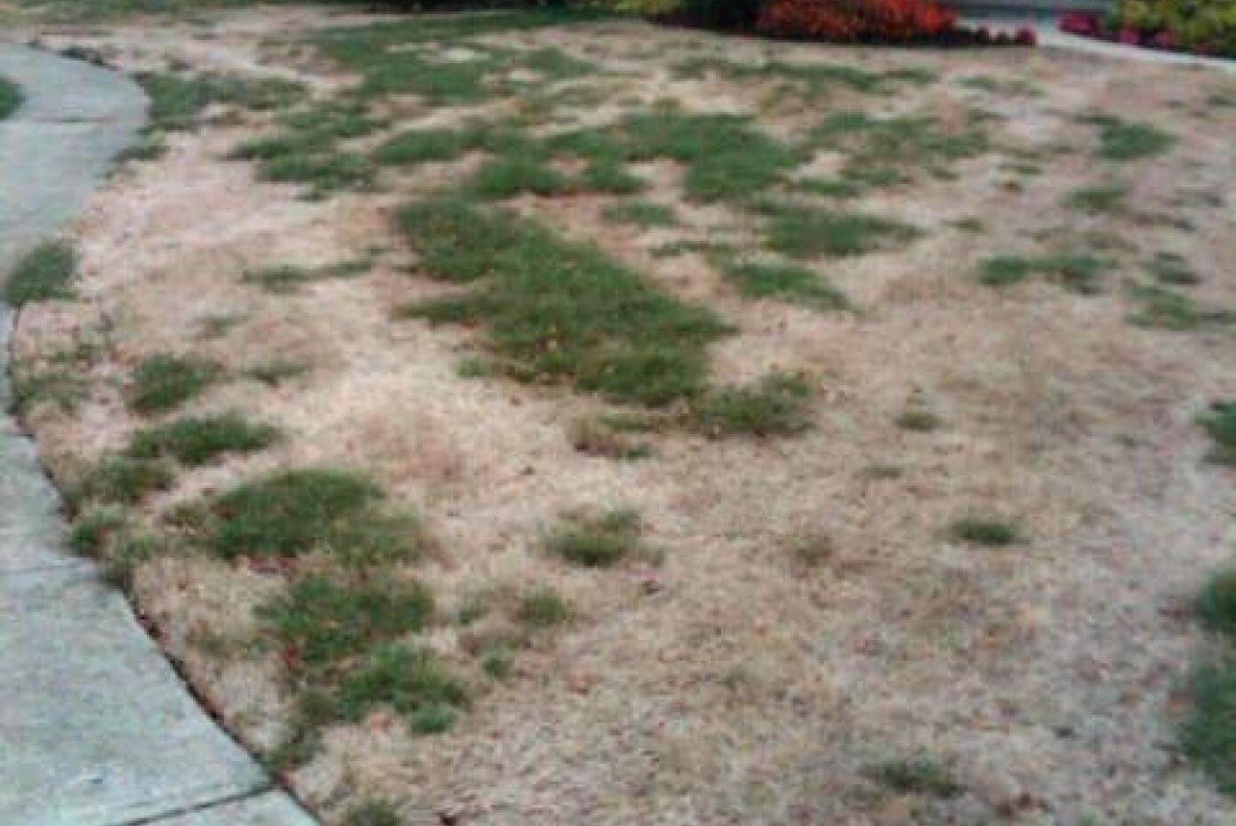 Lawn with lots of dead spots.