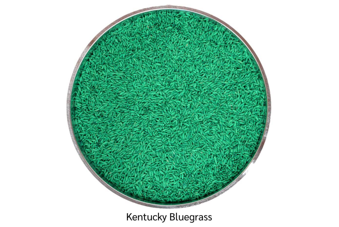 Coated Kentucky Bluegrass seeds