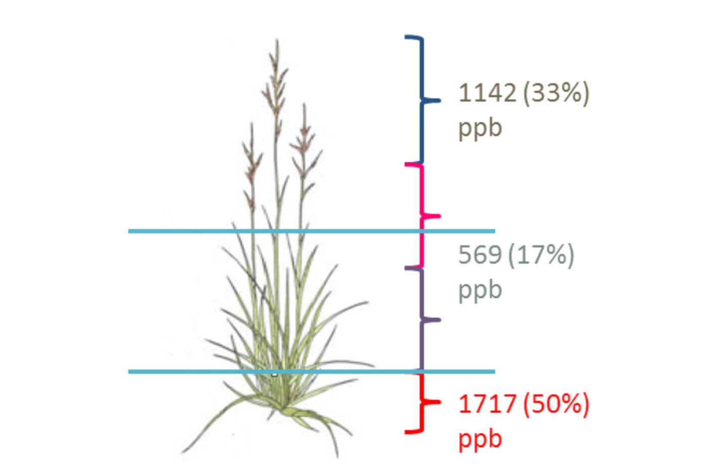 Graph showing the distribution of alkaloids in a KY-31 plant.