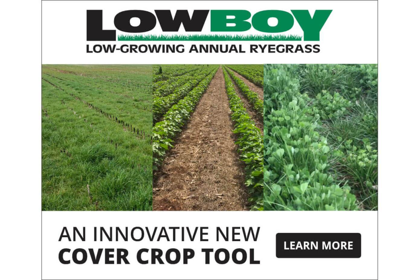 LowBoy being used as a cover crop after corn, in cotton and in mix with clover