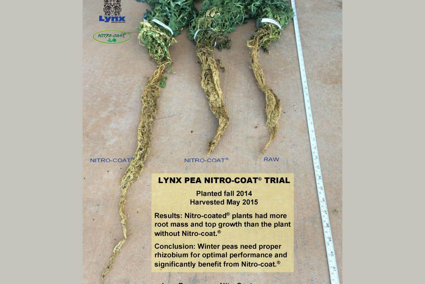 Comparison of Lynx pea coated vs. raw