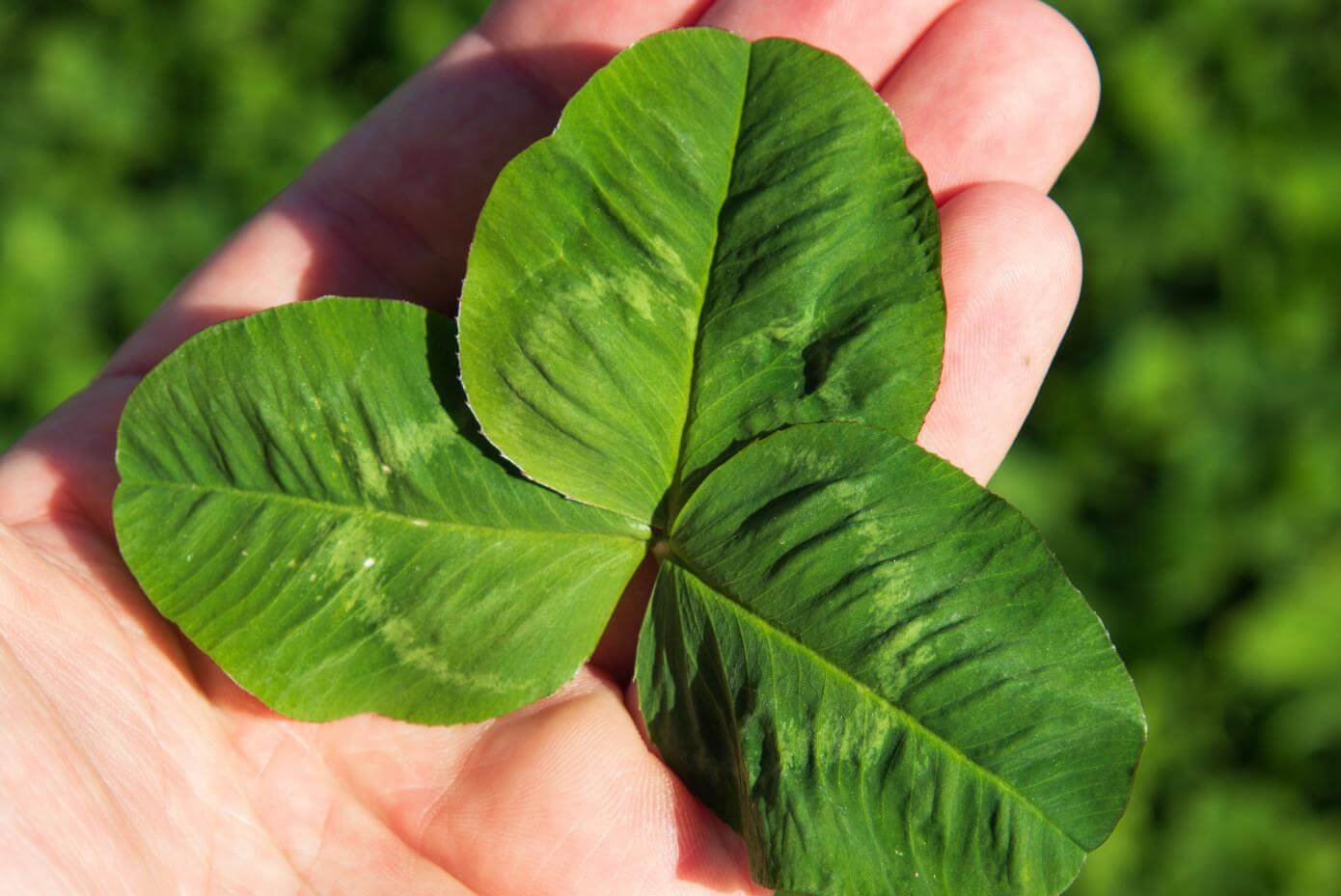 Closeup of Marco Polo white clover leaf