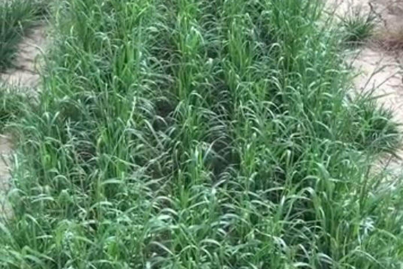 Meroa Italian ryegrass in trial plot