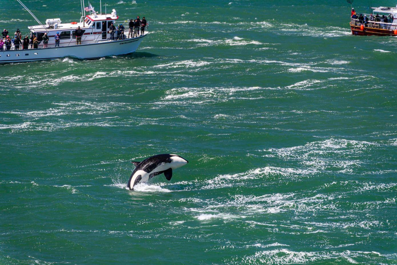 Orca breaching out of the water in Depot Bay, OR.