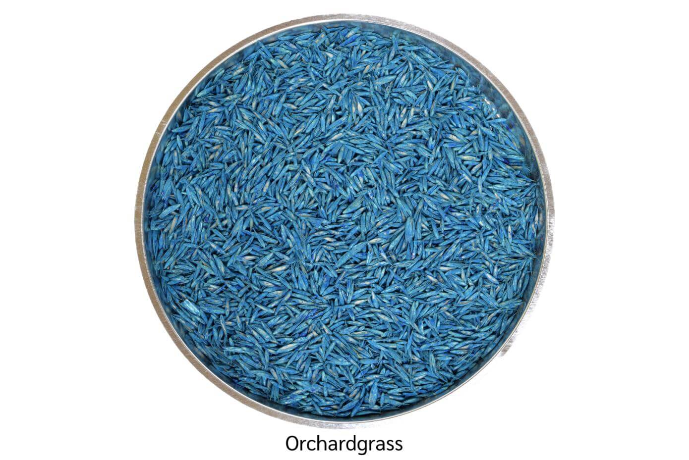 Coated orchardgrass seed