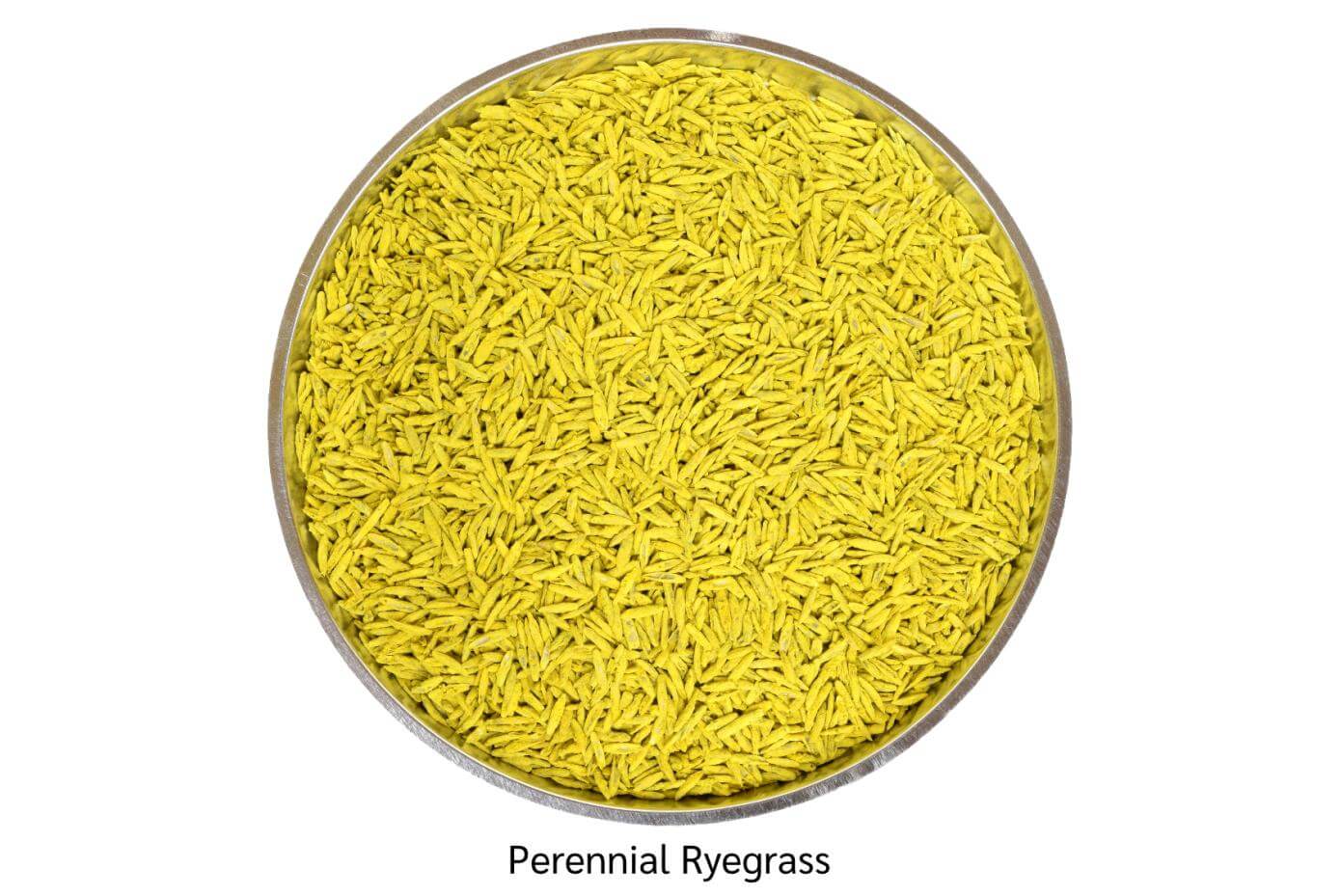 coated perennial ryegrass seed