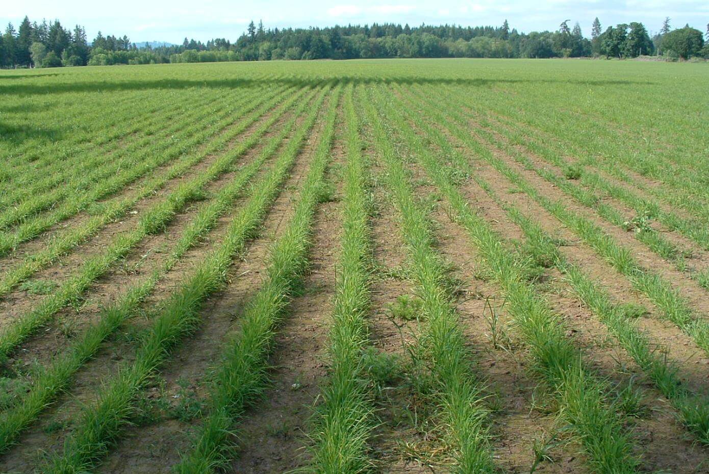 Grass production field