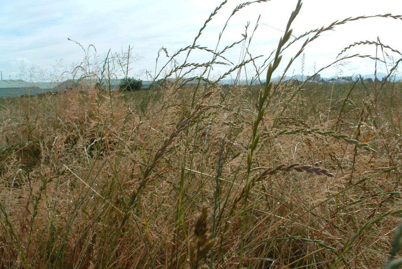 Grass seed heads in a field