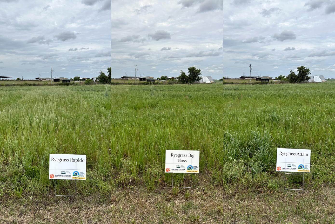 Comparison of the maturity of Big Boss, Rapido and Attain Annual Ryegrass