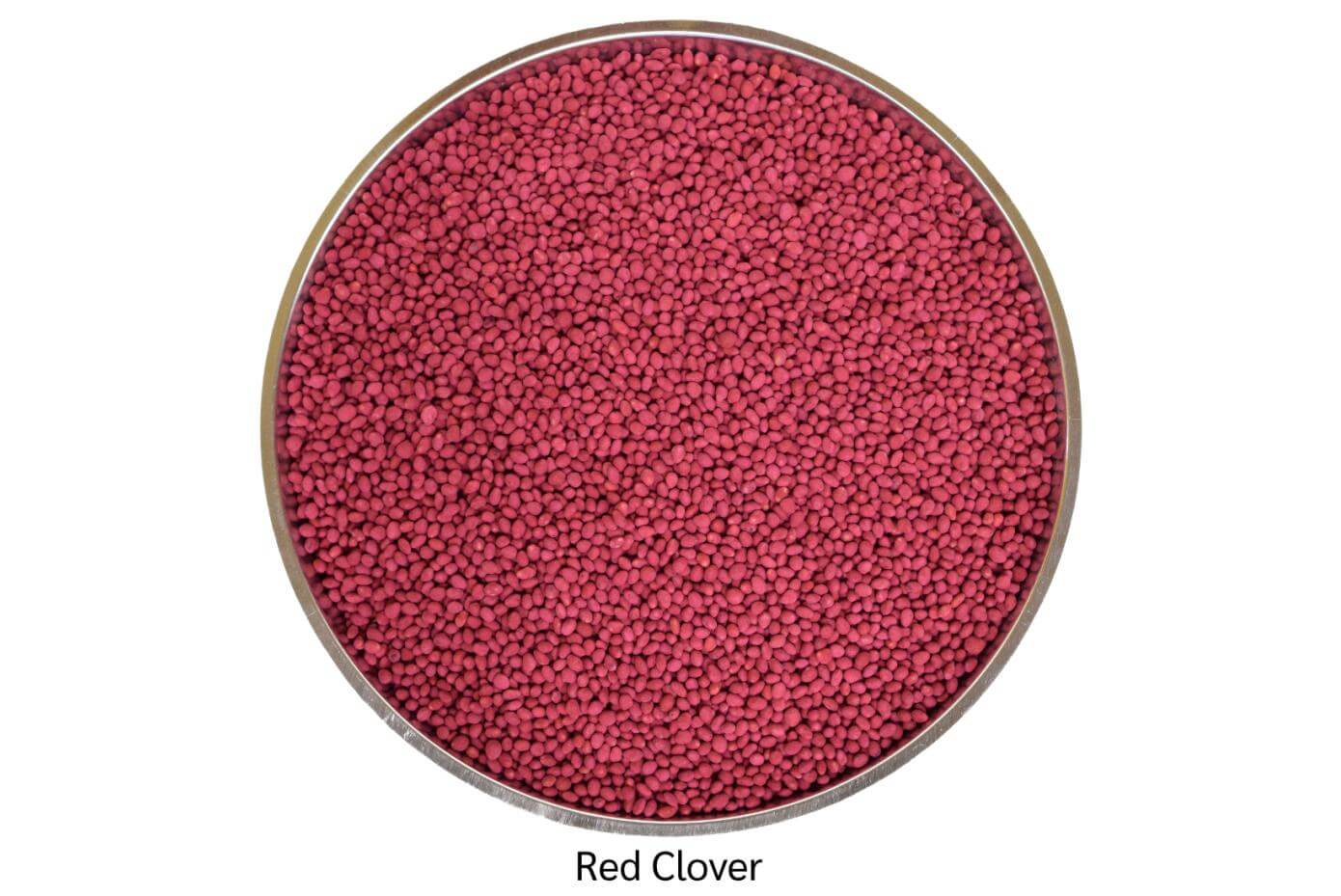 Coated red clover seed