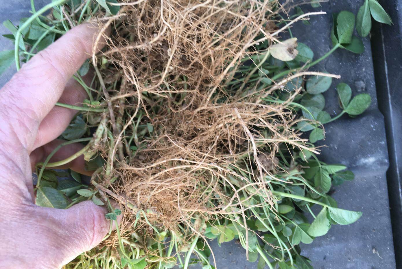 Renovation white clover roots.