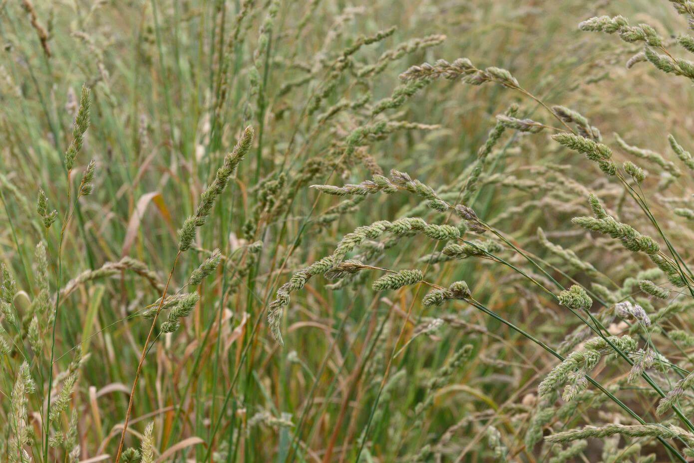 closeup of grass seedheads