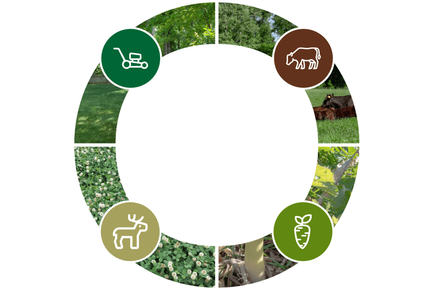 Graphic showing the different seed offered by Smith Seed.