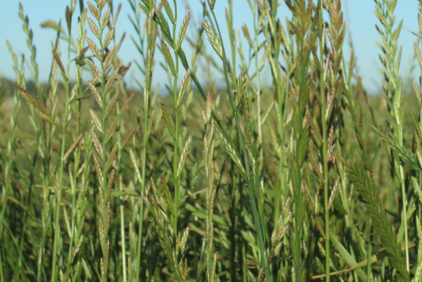 Grass seed plants showing seedheads