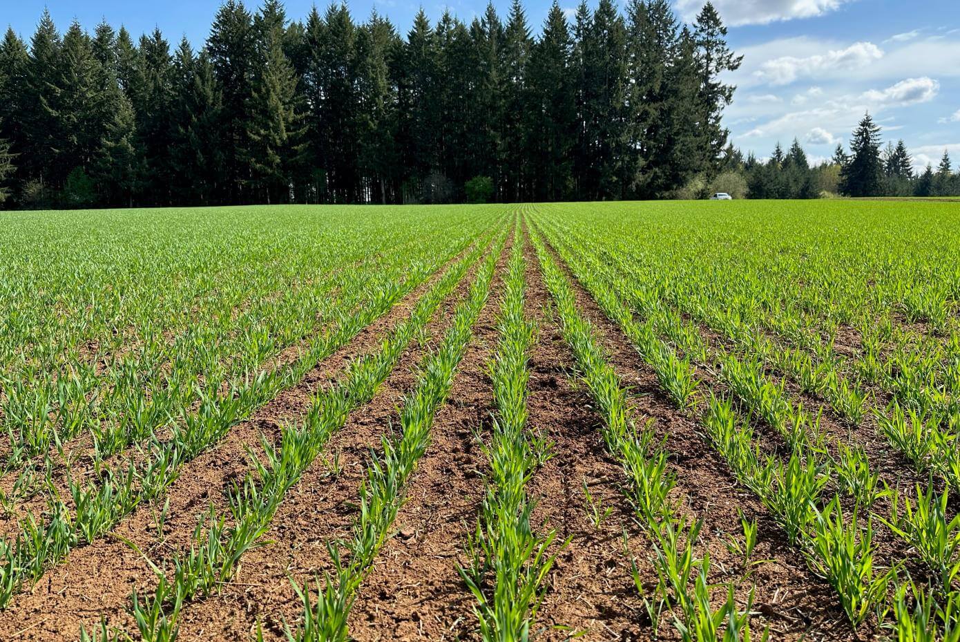 Spring Planted Oats in a field