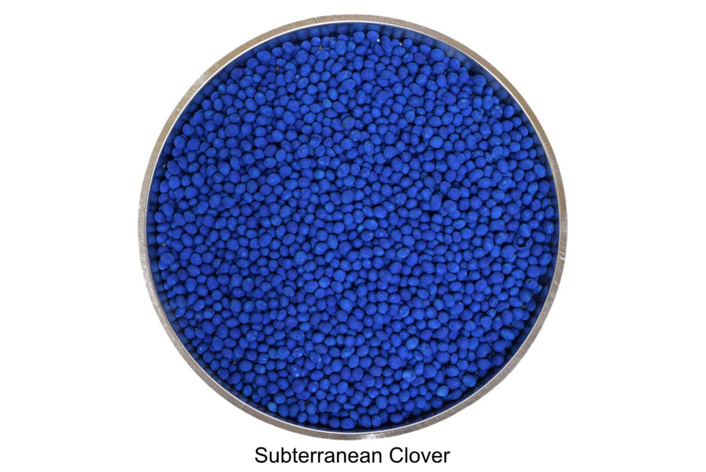 Coated Subterranean clover seeds