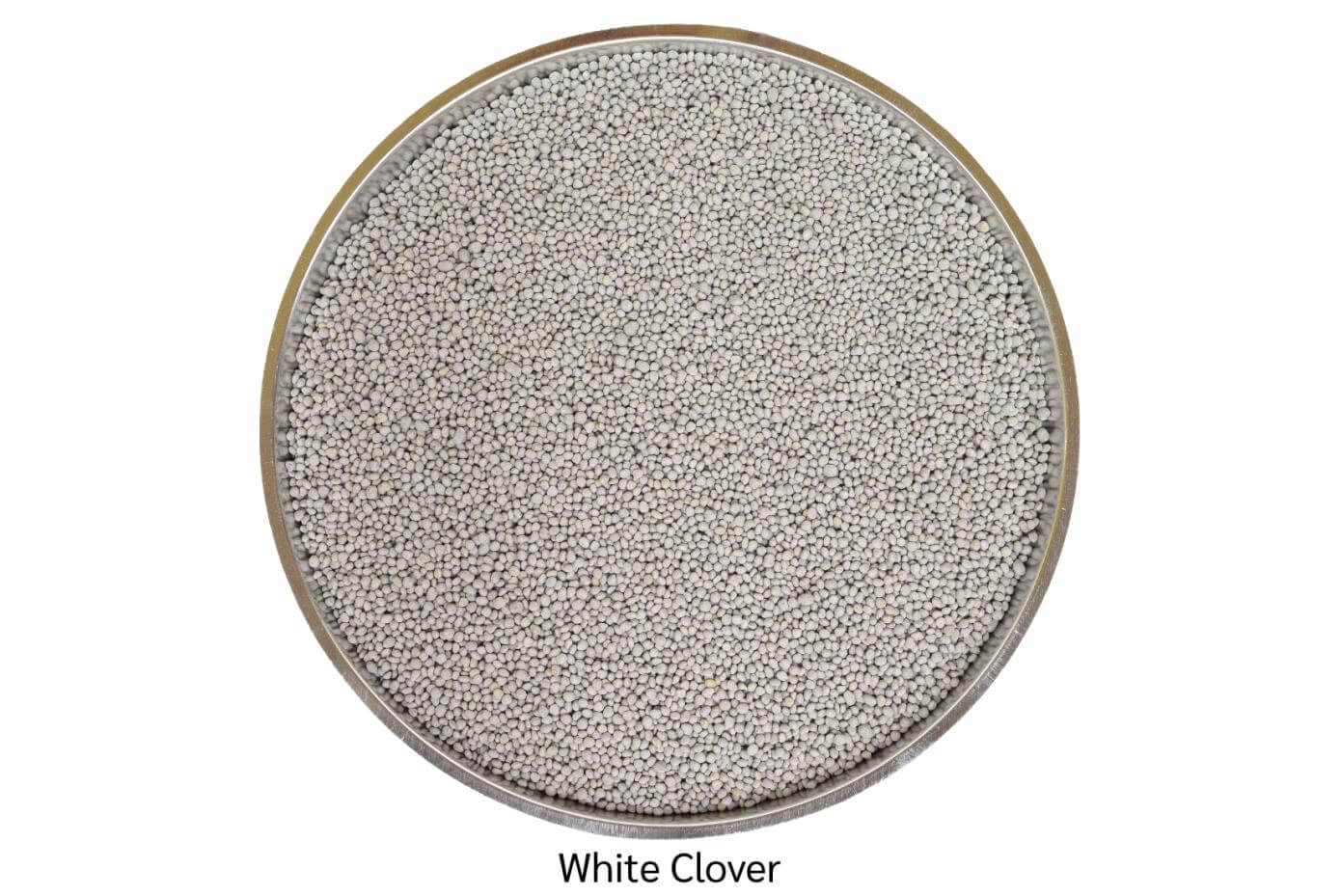 Coated white clover seed