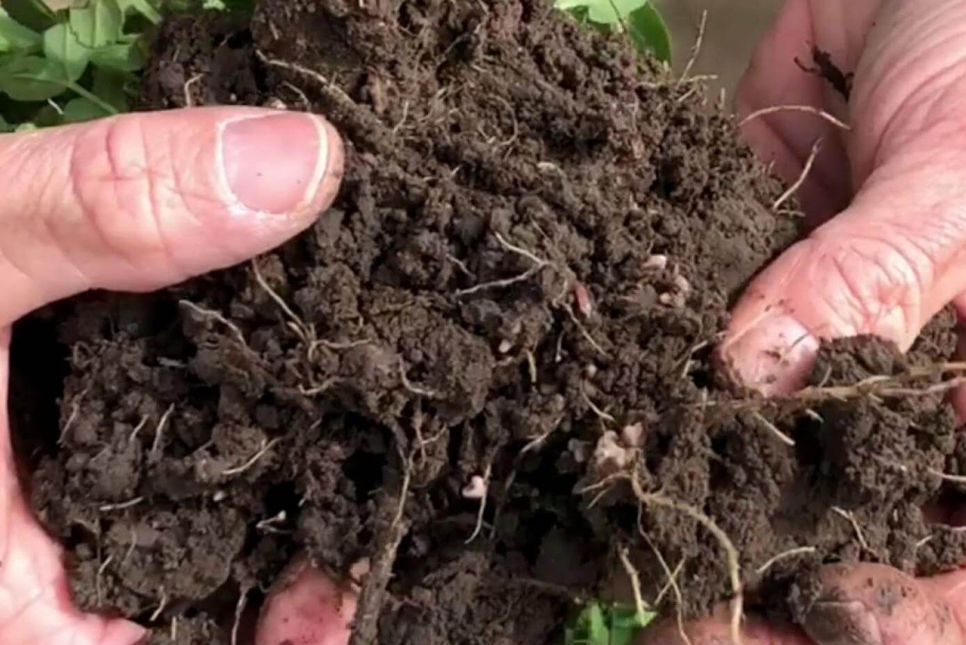 Winter pea roots showing nodulation