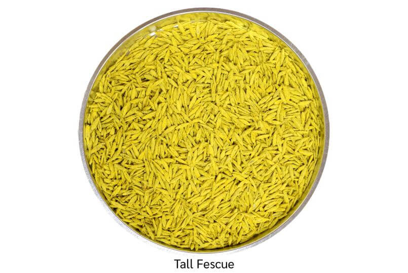 tall fescue seed? the hidden gem for greener turf that becomes jealous in weeks