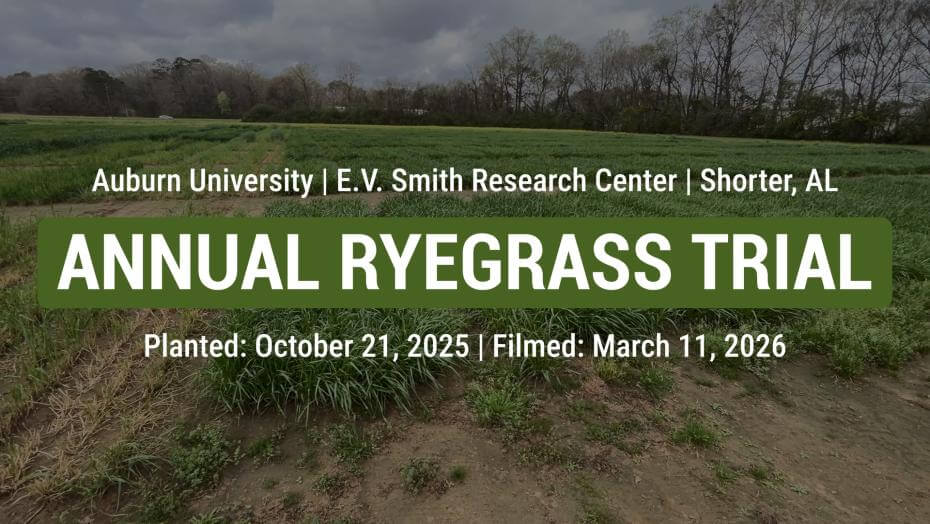 Annual ryegrass test plot at Auburn University’s E.V. Smith Research Center in Shorter, Alabama, showing uniform green rows under a cloudy sky with leafless trees in the background; overlaid text notes: Planted on October 21, 2025 and filmed on March 11, 2026