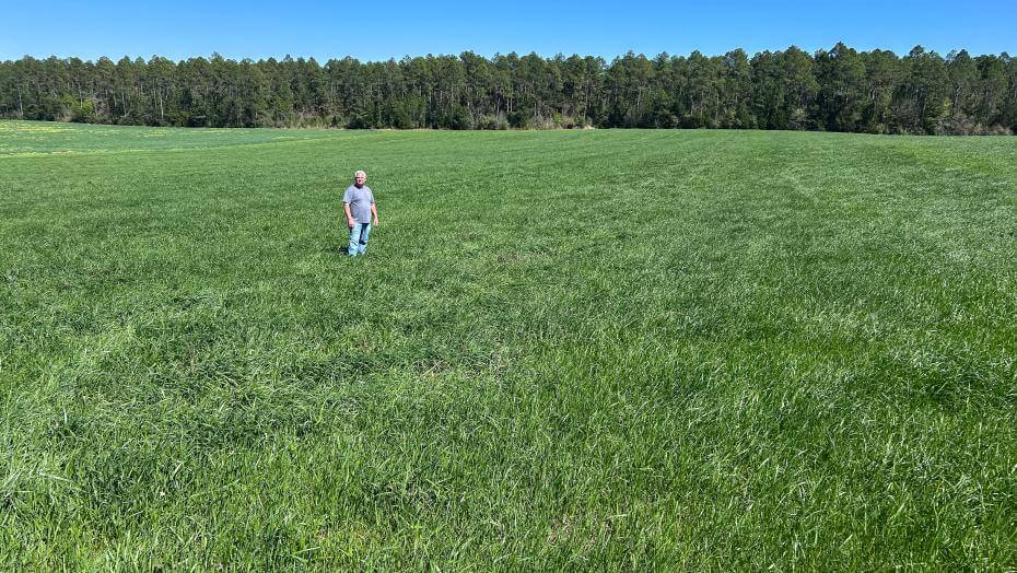 Person standing alone in a wide, sunlit grassy field or EarlyBoss tetraploid annual ryegrass with a forest line in the distance under a clear blue sky.