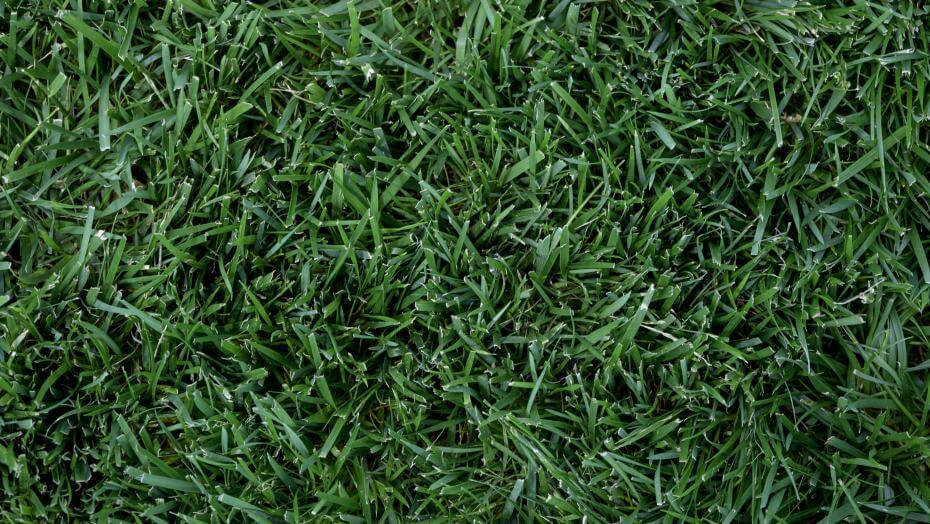 A patch of mowed grass.