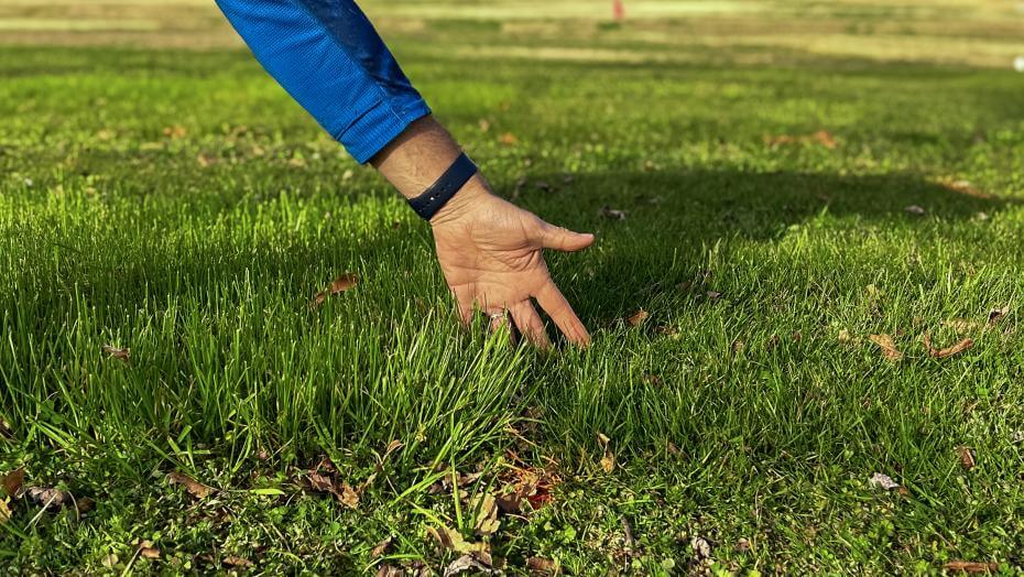 A patch of mowed grass.