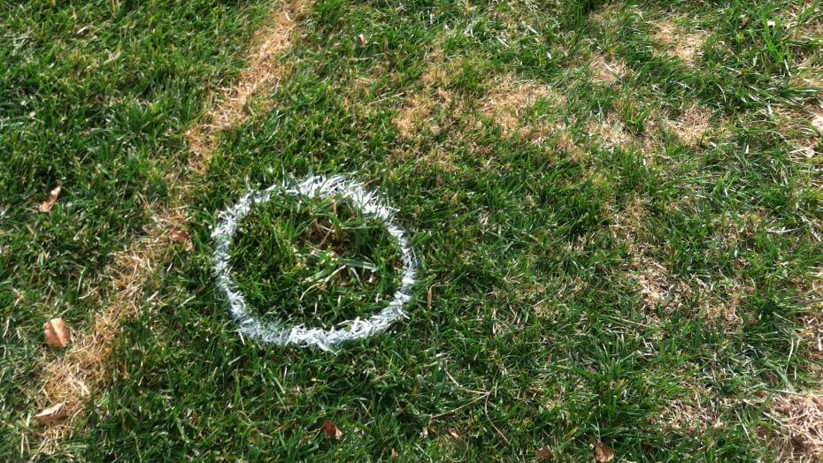 A dense patch of mowed grass with a grass seed bag on it.