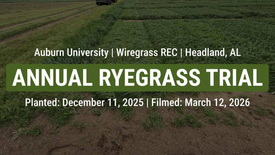 Annual ryegrass test plots at Auburn University’s Wiregrass Research & Extension Center in Headland, Alabama, showing uniform green rows overlaid text notes: Planted on December 11, 2025 and filmed on March 12, 2026
