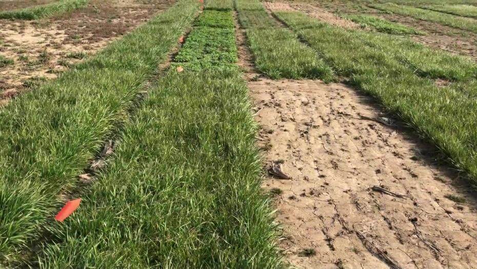 A field with various patches of vegetation.