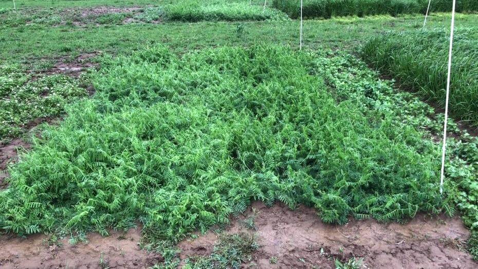 Hairy vetch plants in a trial plot