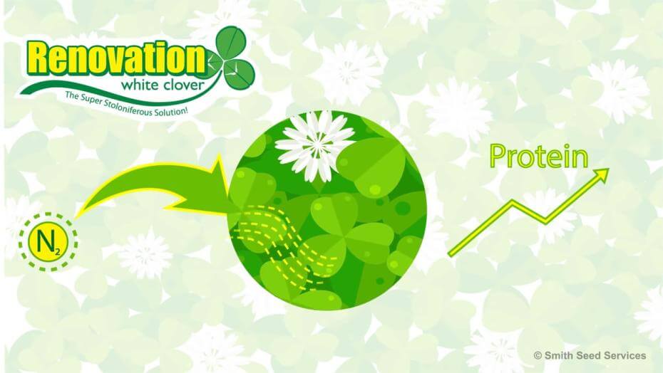Illustration showing the benefits of Renovation White clover